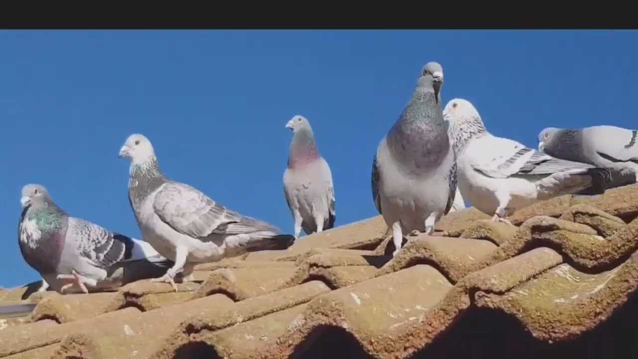 Developing a Winning Racing Pigeon Team today