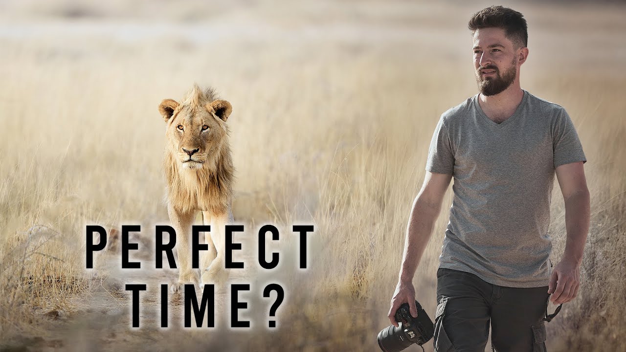 Safari Seasons Explained: When & Where to Go for the Best Photos