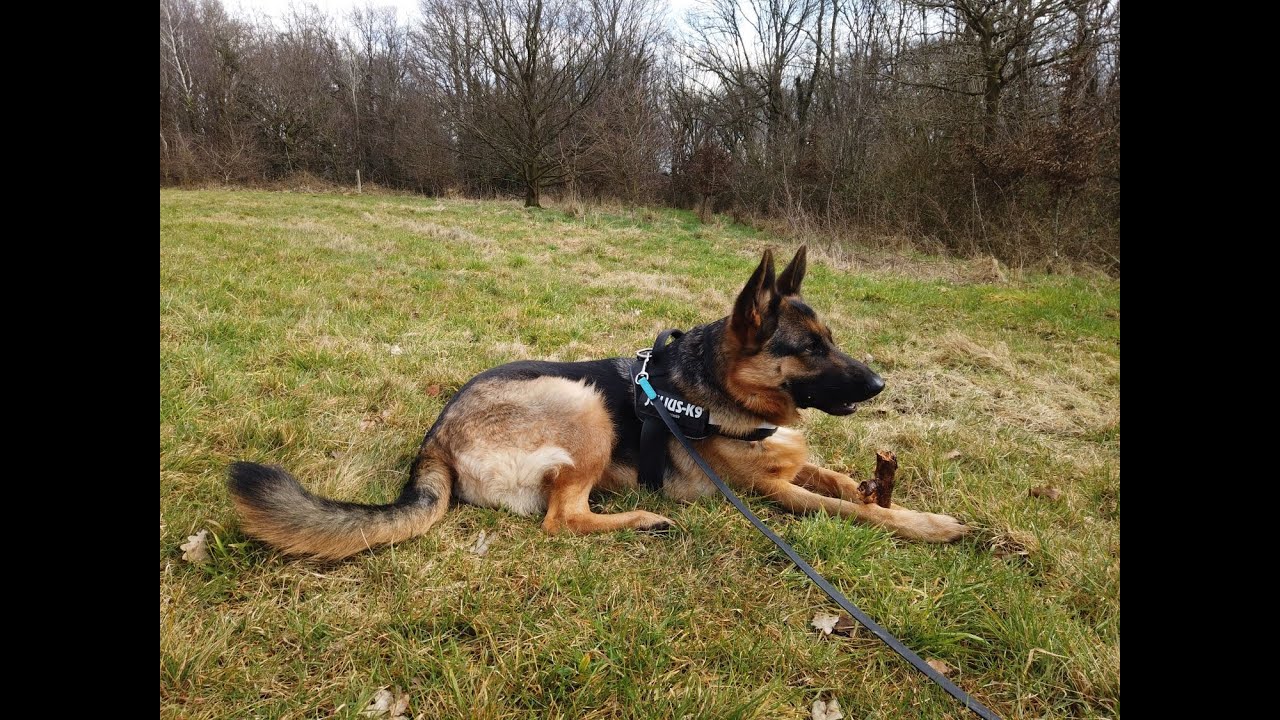 Julius K9 Tuig Review | Waarom Dit Het Beste Tuig Voor Jouw Hond Is!