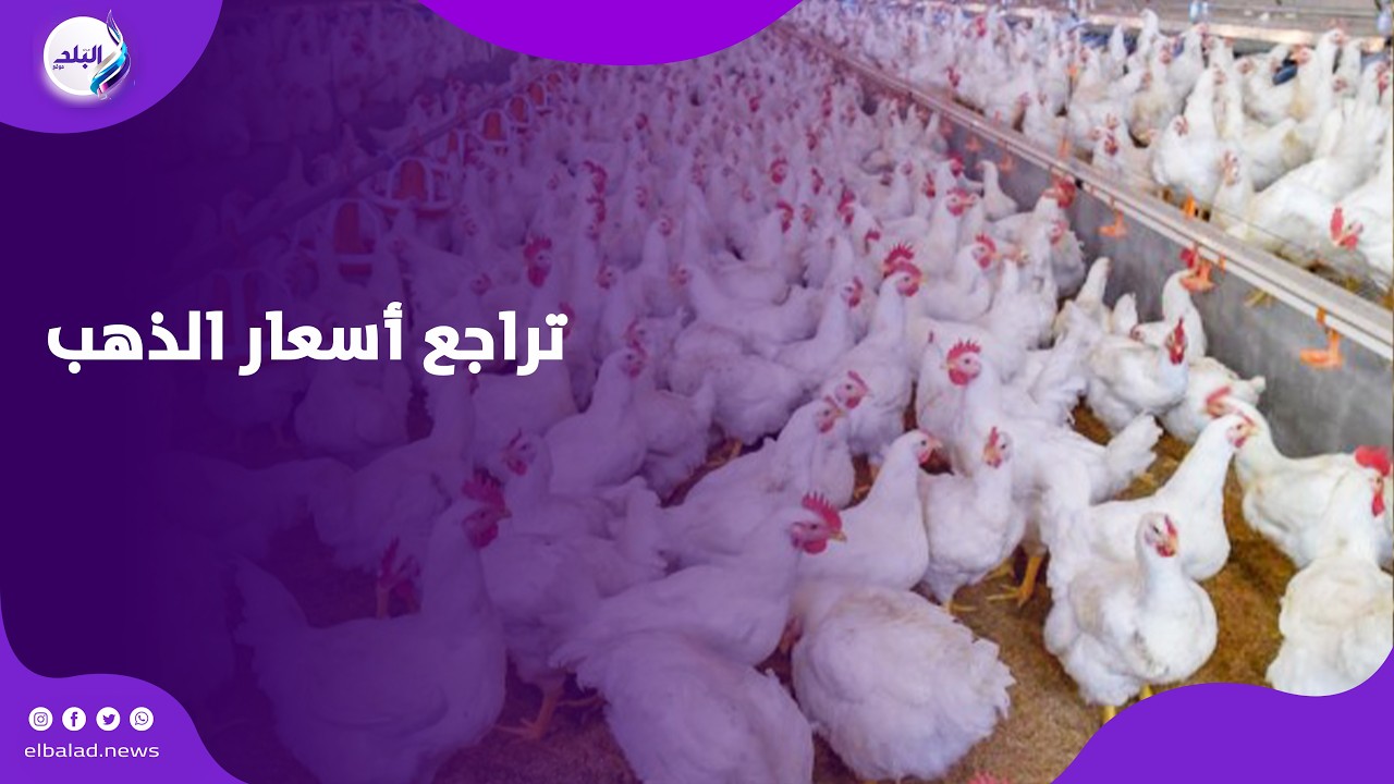 البانية وصل 250 جنيها .. أسباب زيادة أسعار الدواجن قبل حلول شهر رمضان