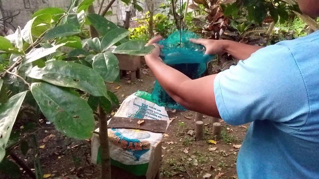 Paglalagay ng apiscerena/laywan sa box