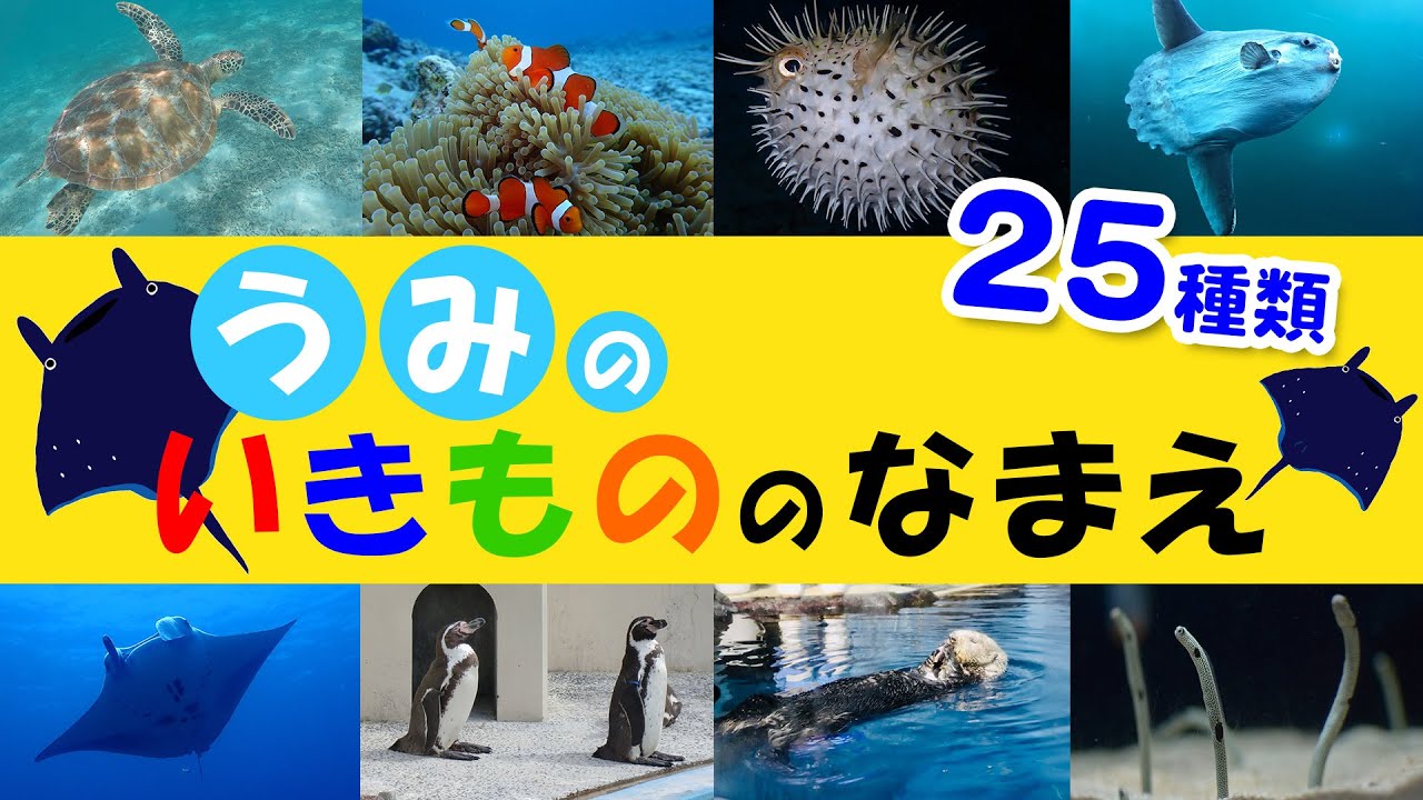 【0歳～3歳向け】知育フラッシュカード｜うみのいきもの名前｜Learn Sea Animal Sea Creature Names in Japanese