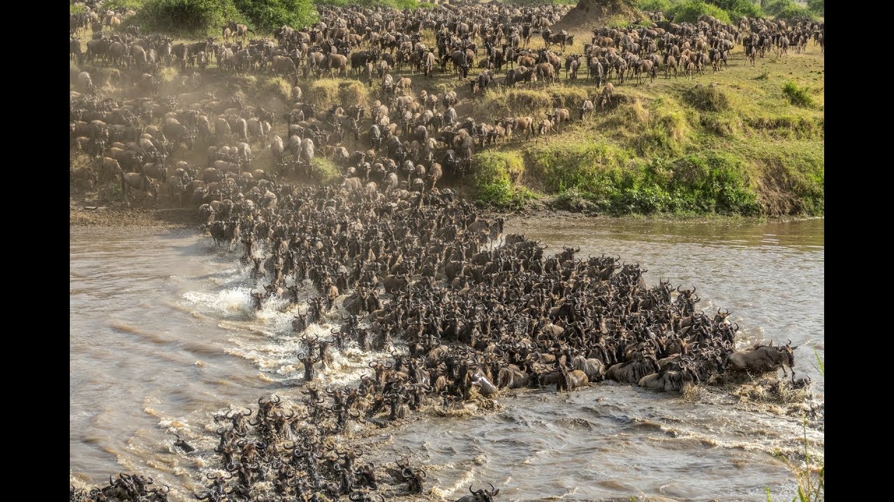 Wildebeest Crossing the Mara River