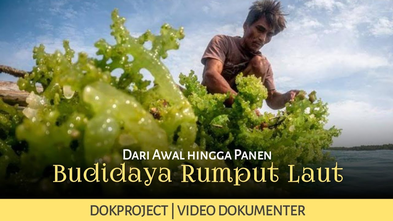 CARA BUDIDAYA RUMPUT LAUT DARI AWAL HINGGA PANEN | PERTANIAN