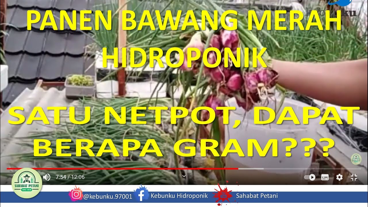 Panen Bawang Merah Hidroponik, satu netpot dapat berapa gram??  [Sahabat Petani Indonesia]