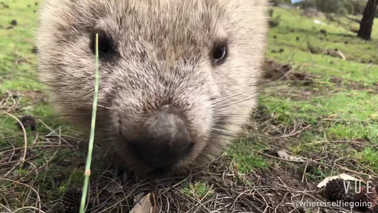 Wombat at Maria Island, Tasmania