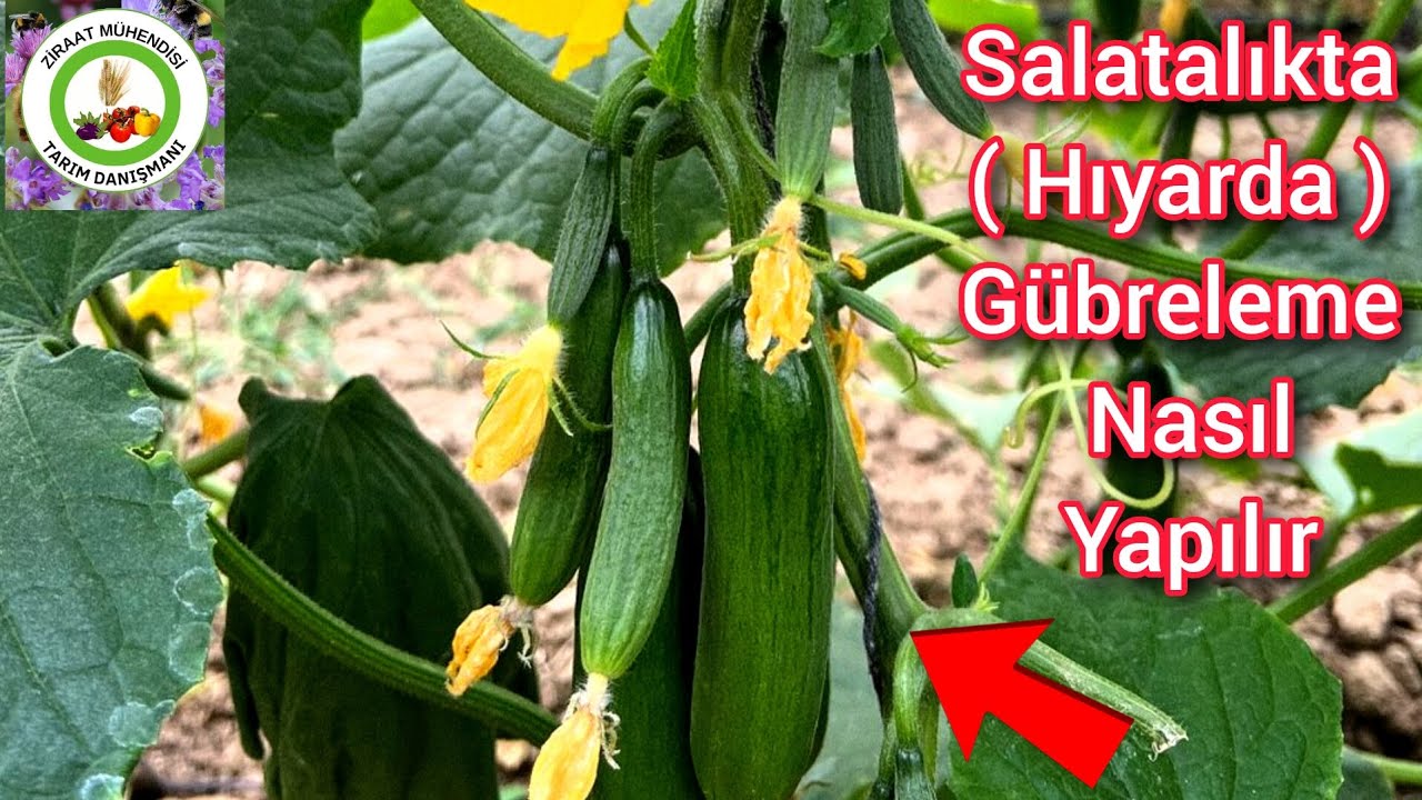 Salatalığa Bu Gübreleri Acilen Verin Üzüm Gibi Salatalık Verecek🥒Salatalıkta Gübreleme Nasıl Yapılır