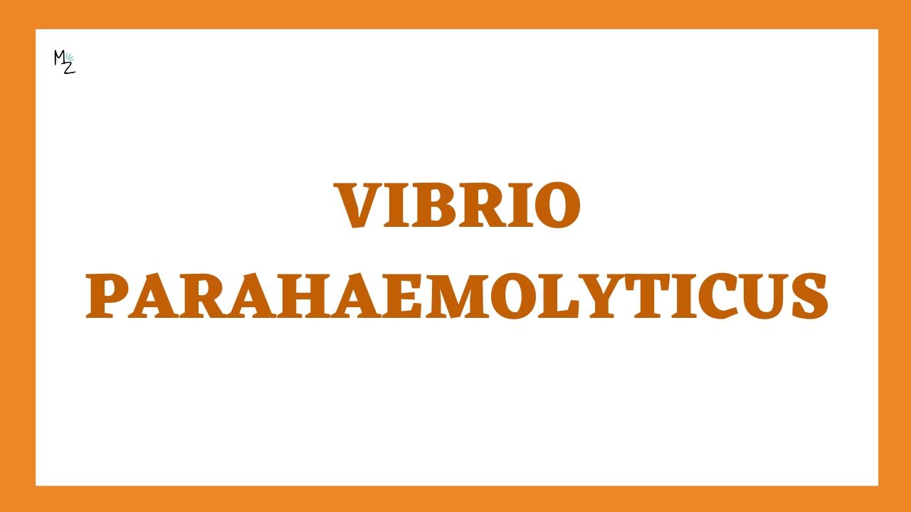 Vibrio parahaemolyticus, its morphology, pathophysiology, and more in detail