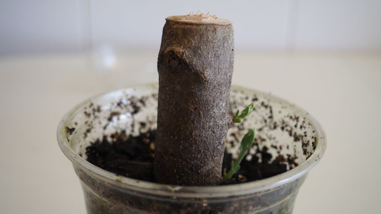 🌿Como esquejar o estaquillar un olivo🌳. &iexcl;Cultiva tus propias aceitunas!