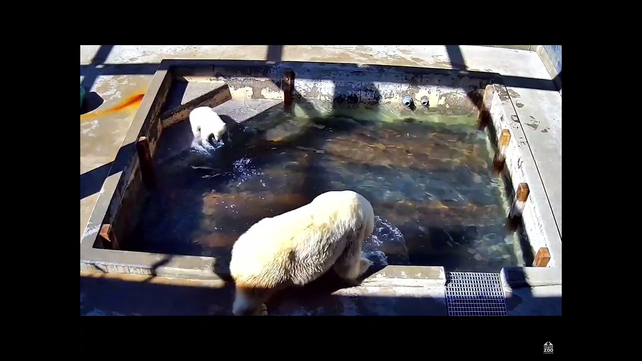 2023 03 19  - video 2 (afternoon)