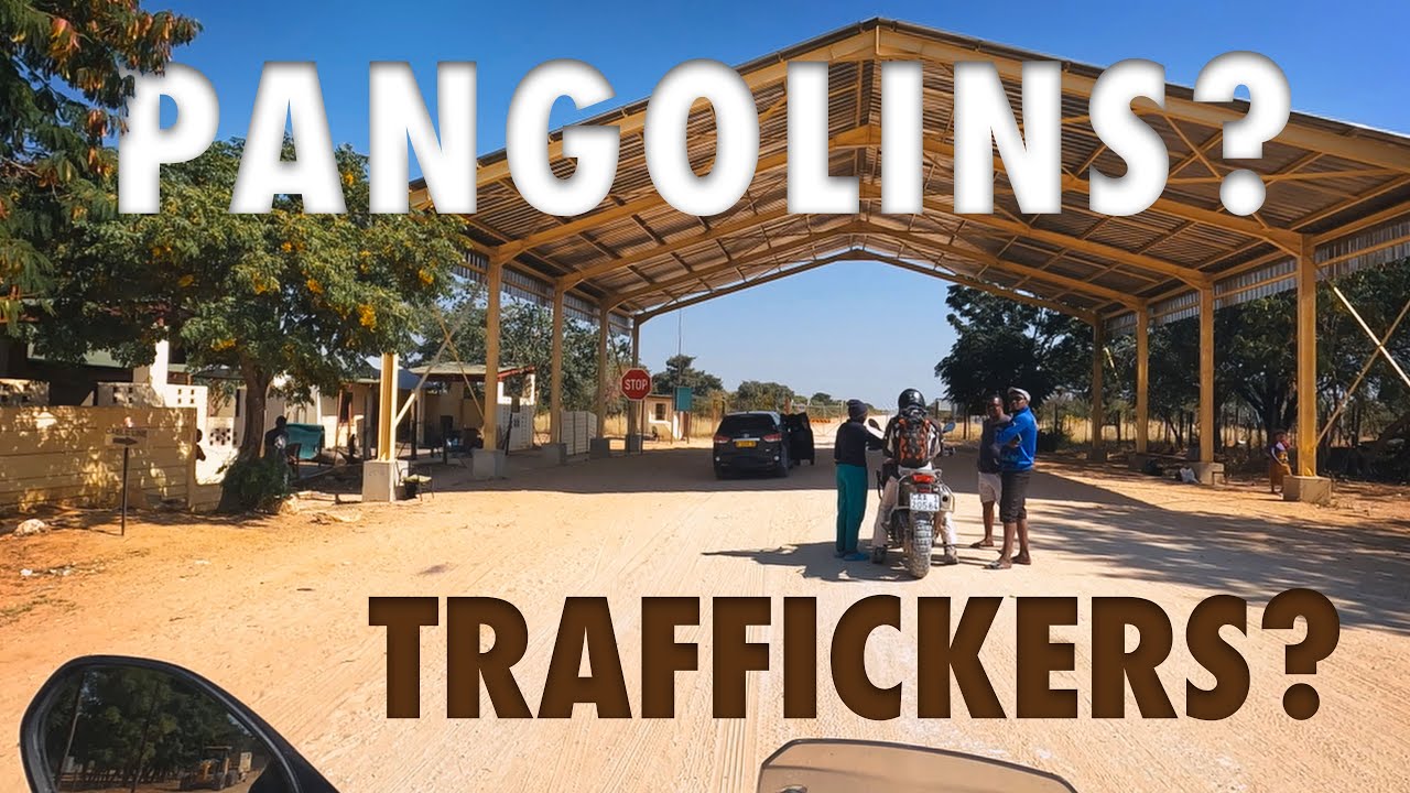 Are We Trafficking ... Pangolins?