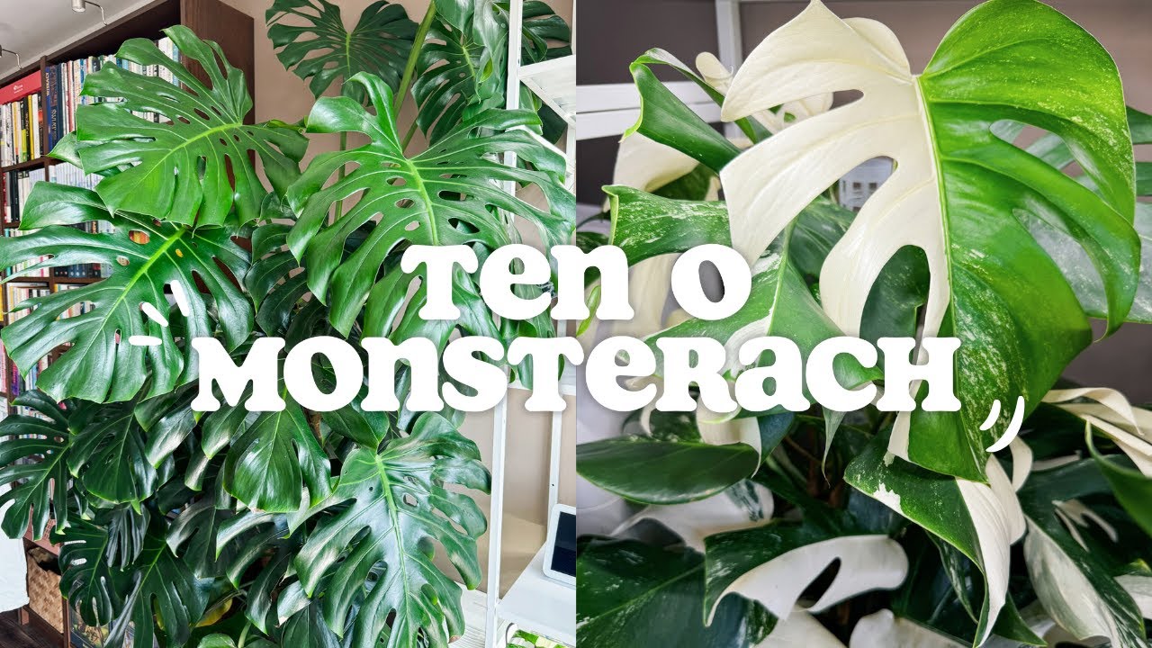 TEN O MONSTERACH 🌱 / Wszystko o monsterach / Podlewanie i nawożenie / Światło / Palik / Przesadzanie