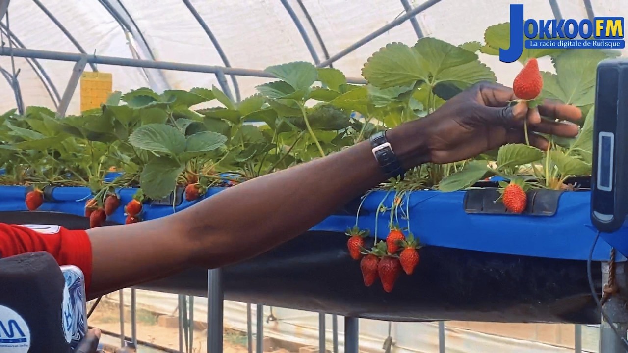 La Fraise récoltée au Village de Bonoba - Lac Rose avec l'ONG BETTER WORLD (KOICA)