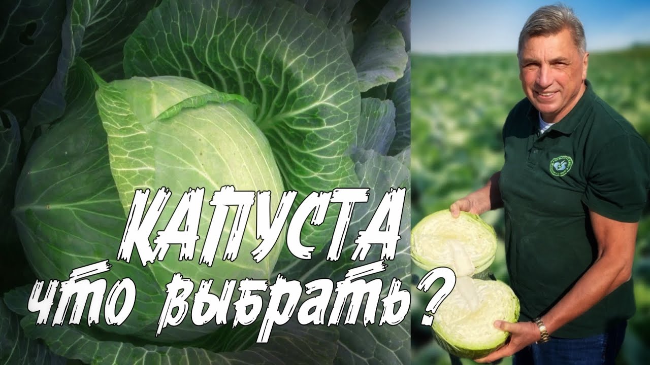 СЕМЕНА КАПУСТЫ! ЛУЧШИЕ СОРТА И ГИБРИДЫ ! БЕЛОКОЧАННАЯ, ЦВЕТНАЯ, ПЕКИНСКАЯ