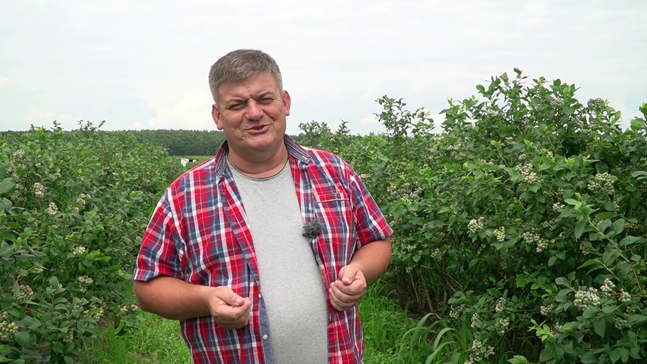 Komunikat dla borówek Zbigniew Marek, 24.07. 21