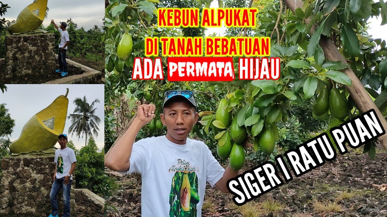KEBUN ALPUKAT DI TANAH BEBATUAN ADA PERMATA HIJAU, SIGER I RATU PUAN.