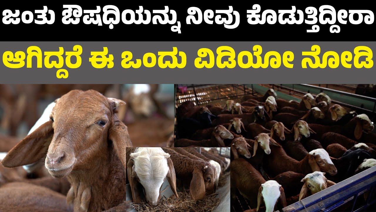 sheep deworming medicine  ಜಂತುಹುಳದ ಔಷಧಿಯನ್ನು ನೀವು ಕೊಡುತ್ತಿದ್ದೀರಾ ಆಗಿದ್ದರೆ ಈ ಒಂದು ವಿಡಿಯೋ ನೋಡಿ ಸಾಕು