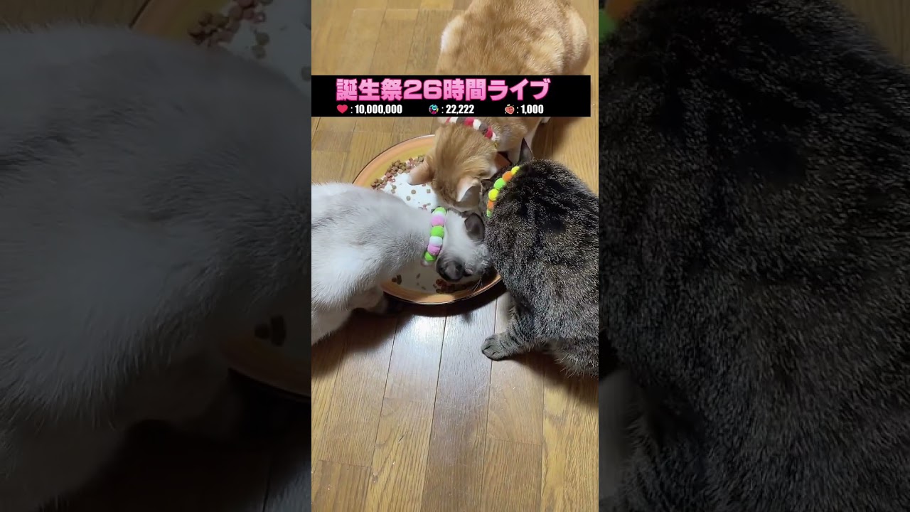 26時間ライブ保護猫コネコのドンちゃん・ポンちゃん-ミルクボランティア(ミルボラ)LIVE　2025年12月4日｜#MilkVolunteers  #RescuedCat #保護猫