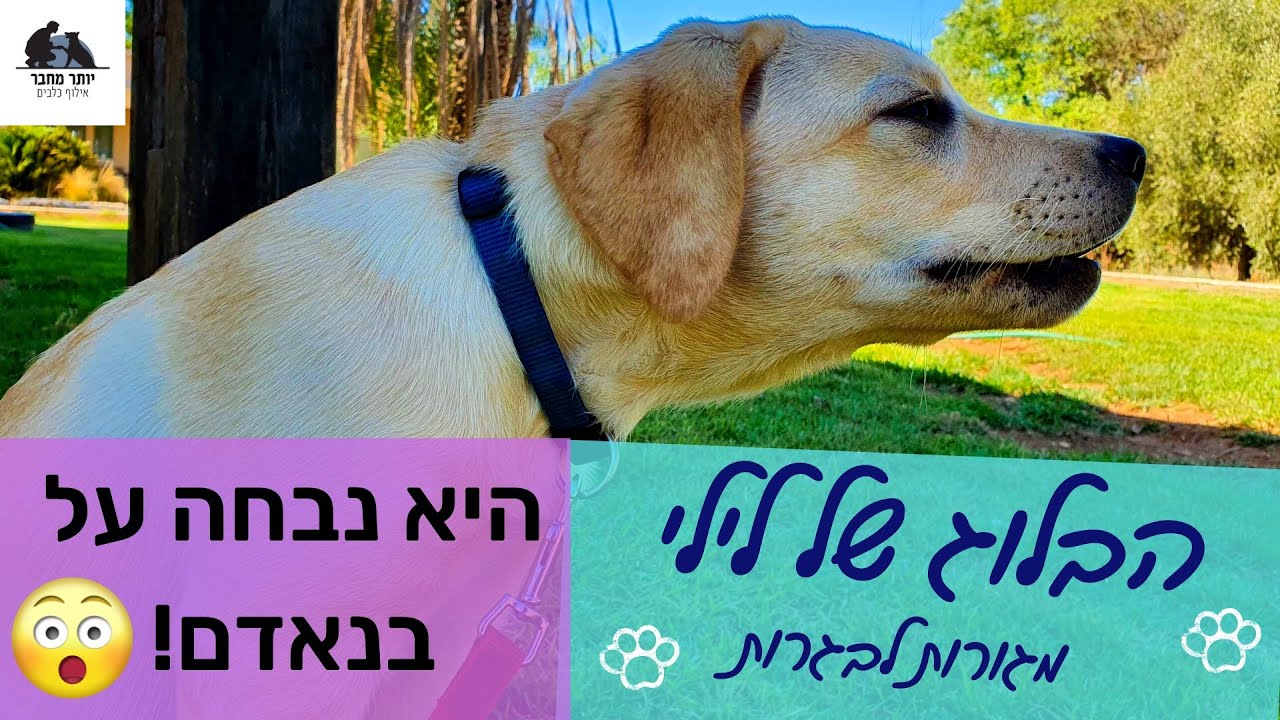 הבלוג של לילי 7 | היא נבחה על בנאדם!
