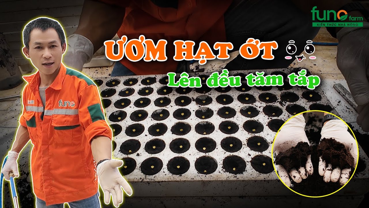 Kỹ thuật ươm hạt ớt chuông lên đều tăm tắp - FUNOFARM
