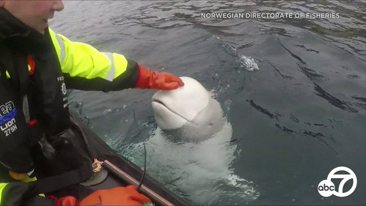Beluga whale wearing harness may have been trained by Russian Navy, marine experts say | ABC7