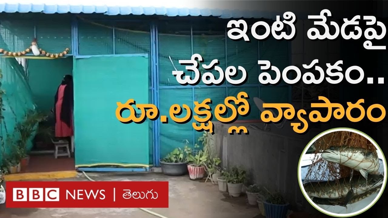 Fish Farming on Terrace : ఈ మహిళలు మేడపై చేపలు పెంచుతూ రూ. లక్షల్లో అమ్మకాలు సాగిస్తున్నారు
