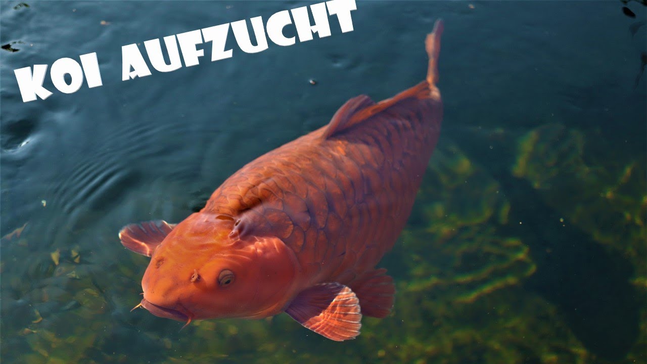 Koi Wachstum nach einer Saison (Teil 2/2)