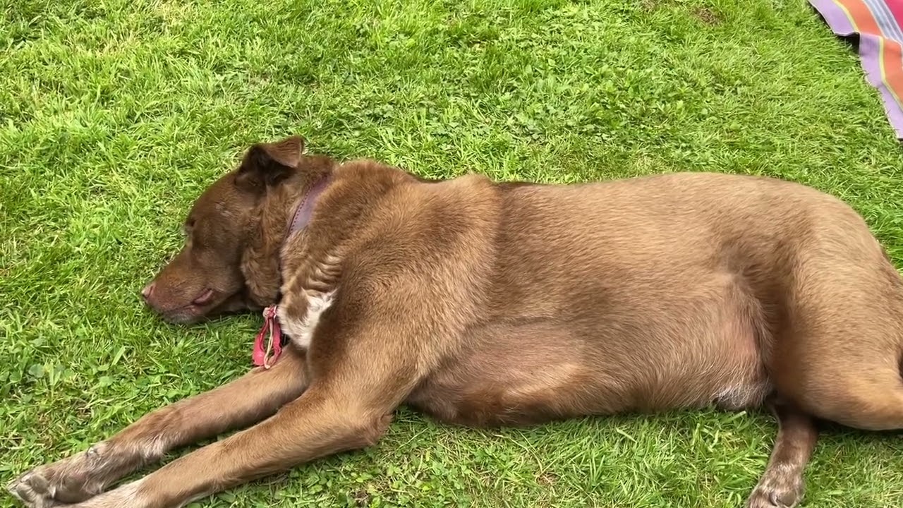 Update on Lincoln&rsquo;s health #dog #dogs #doglife #poorly #english #garden