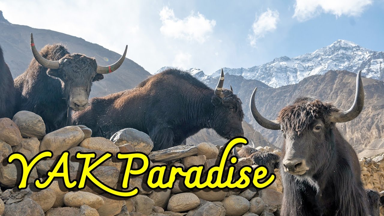 Walking Around the Yak Paradise of Shimshal valley of Hunza!! #hunza #パキスタン #pakistan #フンザ