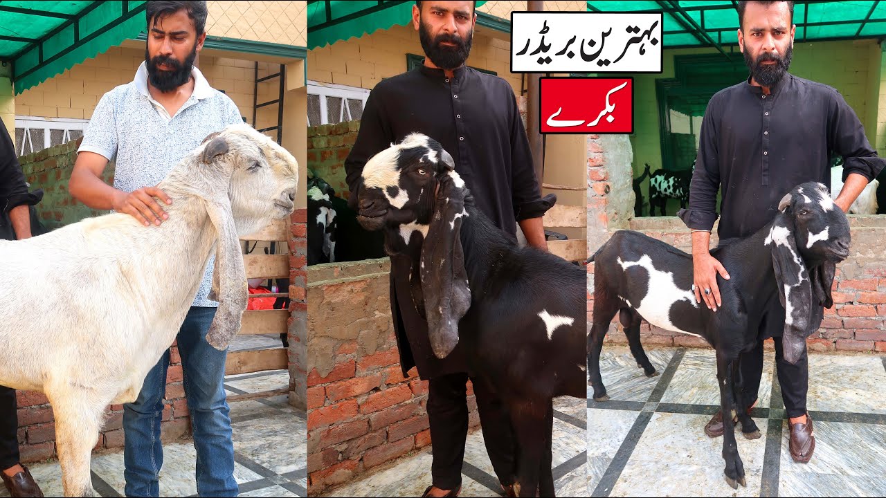 Exceptional Breeding Class Breeder Goats Of Adil Khan Lahore 2023