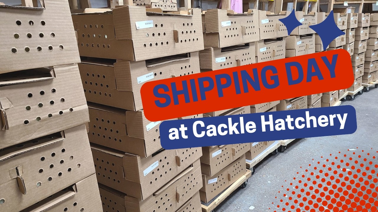 Baby Chicks shipped from Cackle Hatchery