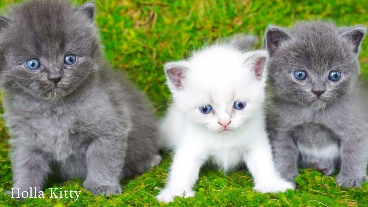 Happy Kittens Rolling on the Grass – Cute & Funny Cat Compilation 🐱🌿💖
