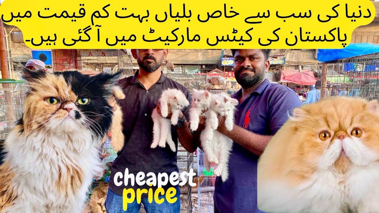 Cats market karachi saddar empress market exotic cats and exotic birds animal cheapest price 