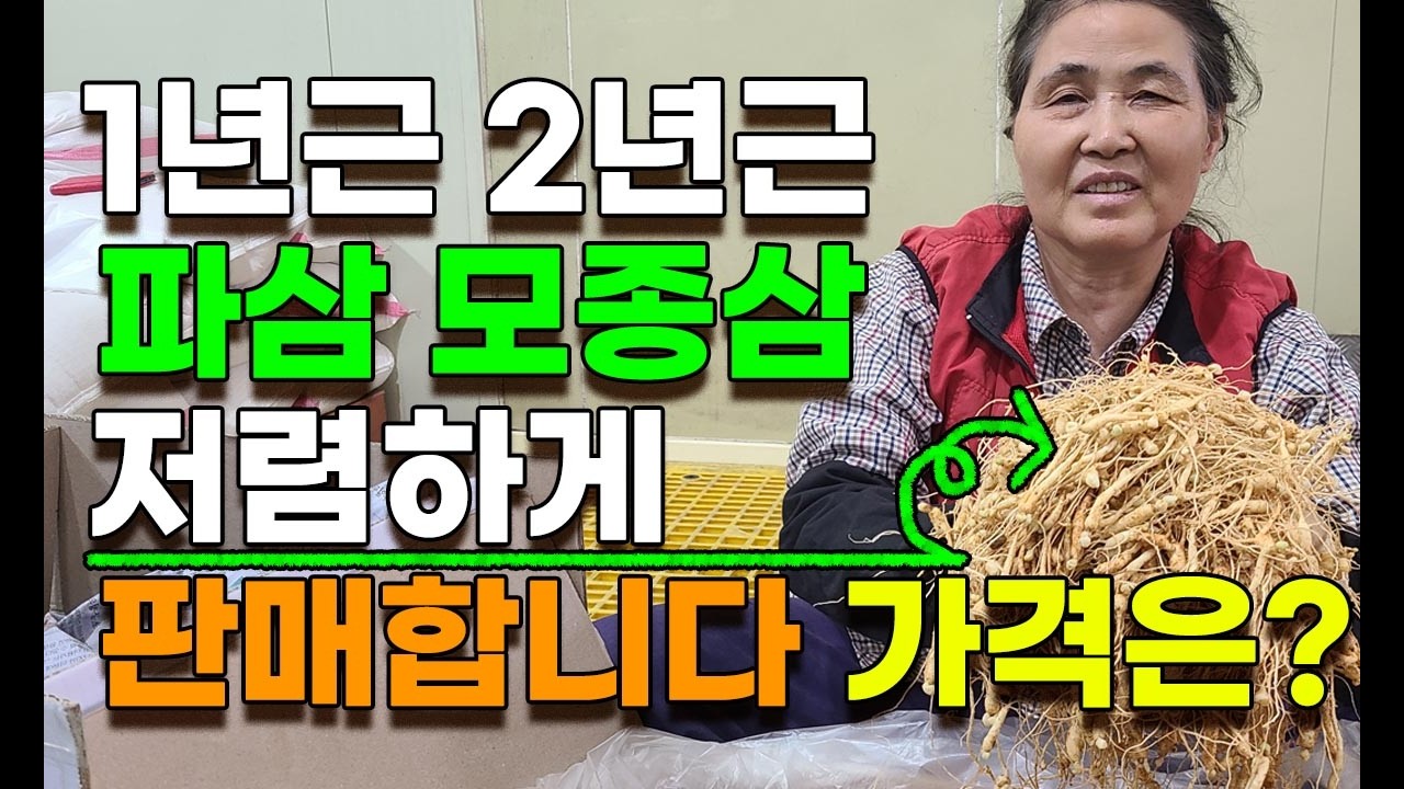 구하기 힘든 1년근 2년근 파삼 저렴하게 판매합니다 산삼 산양삼 장뇌삼 인삼 모종