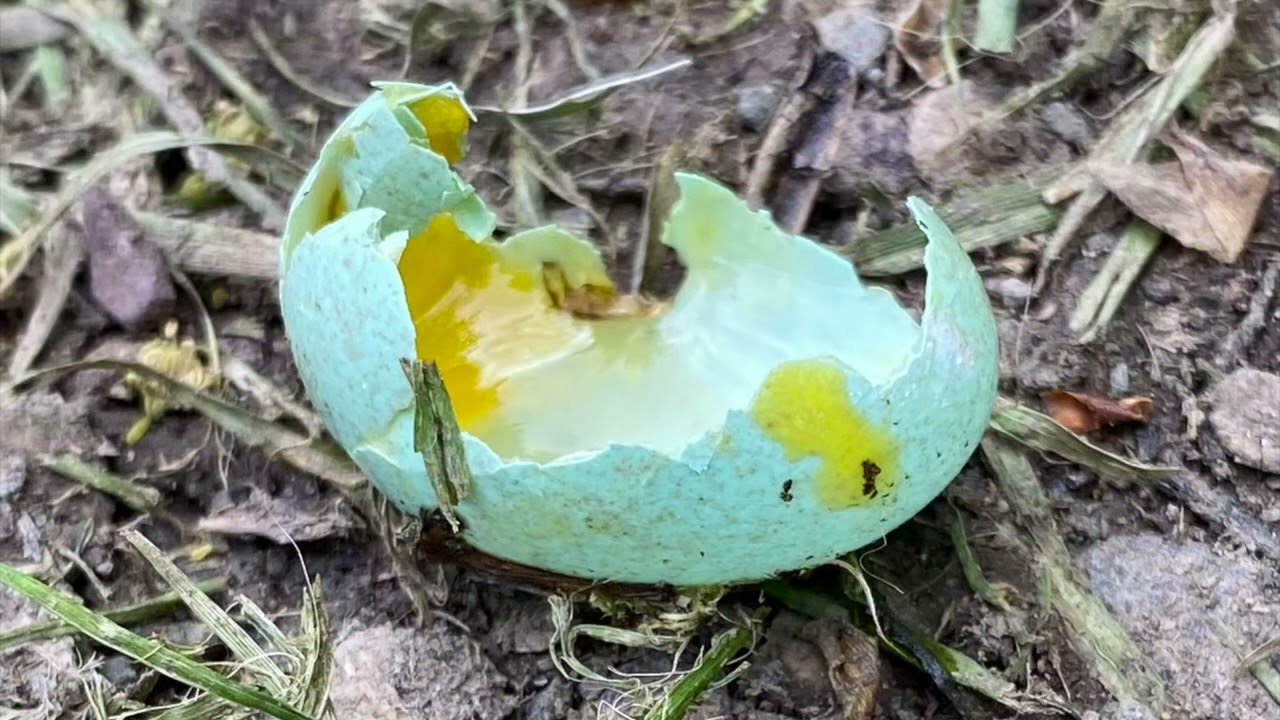 Sing to Celebrate the Spring   HD 1080p