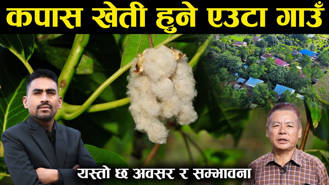 कपास खेतीको ईतिहास बोकेको एउटा गाउँको कथा - Cotton farming || History || Simtar || Darja Kumar Rai
