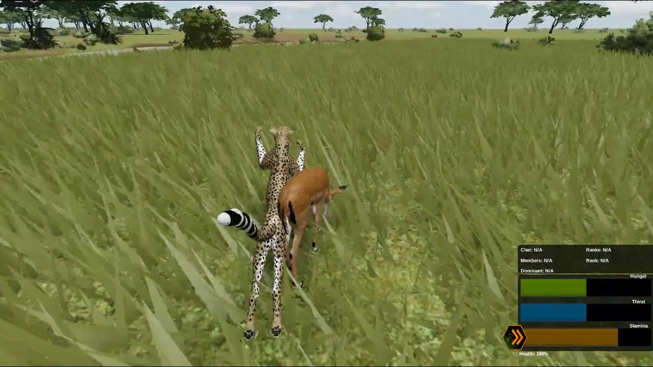 more cheetah practice in wild savannah
