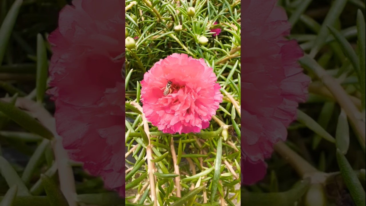 9 o clock flower|purslane flower|morning flower|#portulacaflower #viral #flowers #youtubeshorts