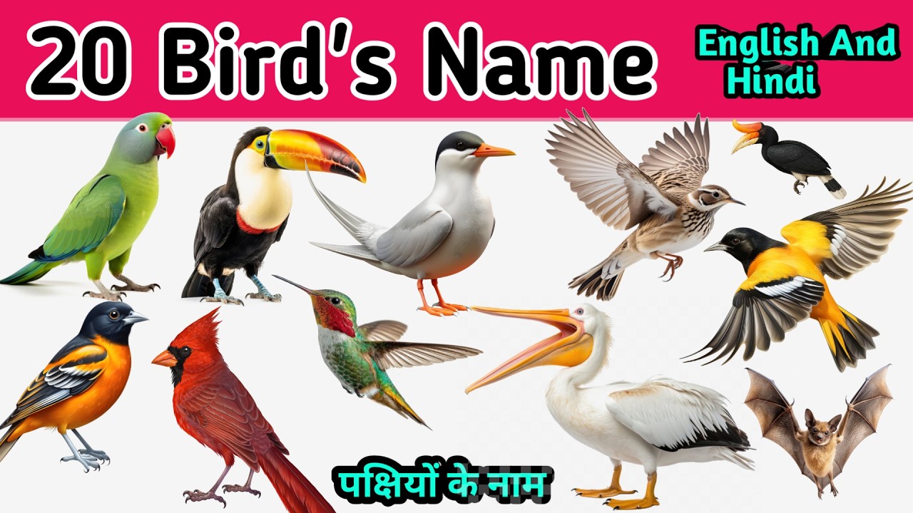 20 पक्षियों के नाम | Learn 20 Birds Name English And Hindi With Facts | Fun learning Video For Kids