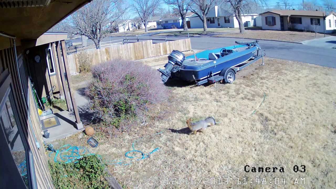 Fox and cat