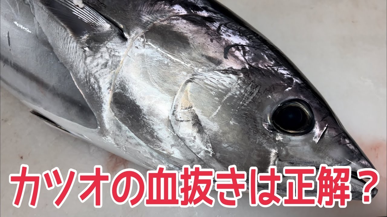 カツオの血抜きは正解？編 vol.494