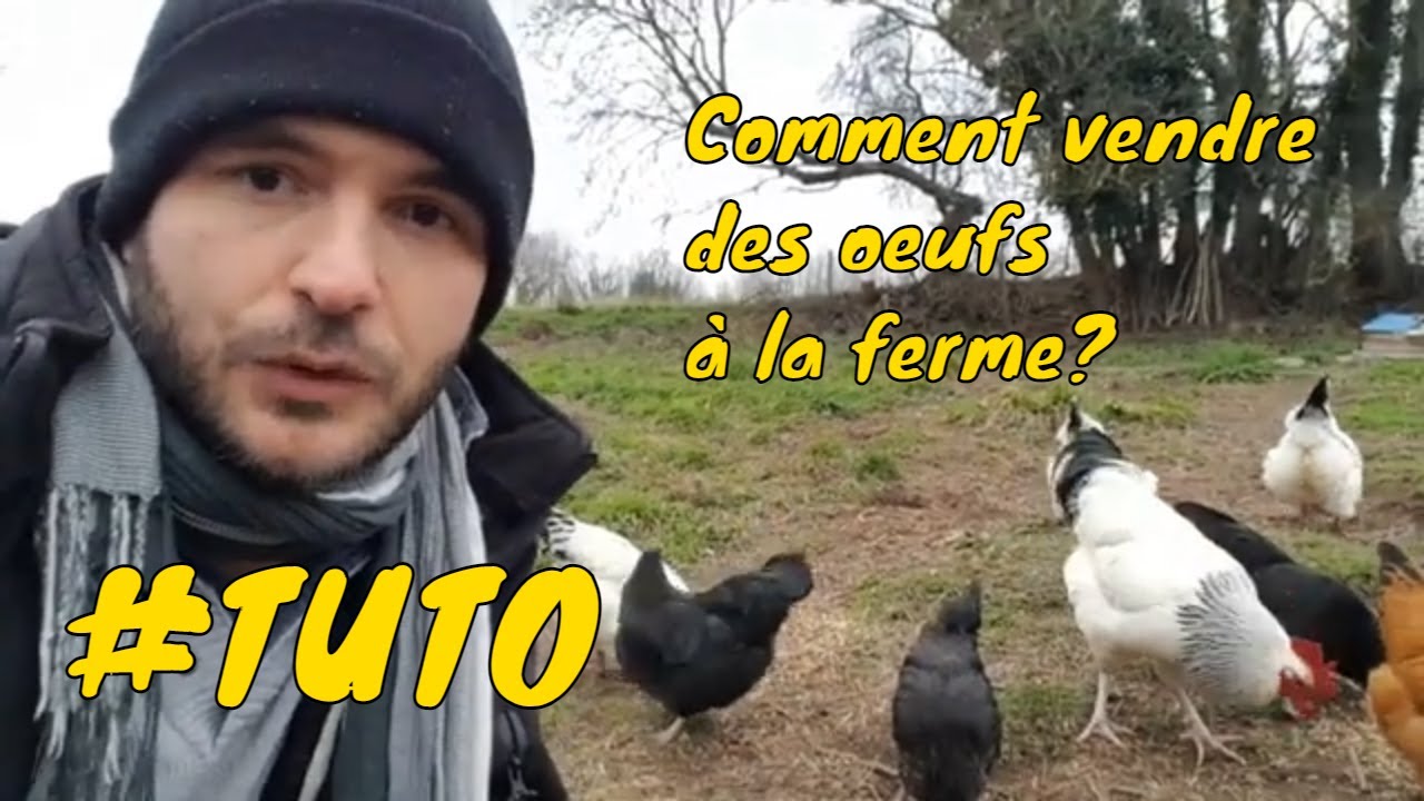 Vente d'œufs à la ferme - démarches, déclarations, cerfa, etc...