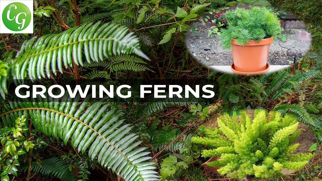 How To Grow Ferns: The Ultimate Guide to Growing Ornamental Plants in Your Garden