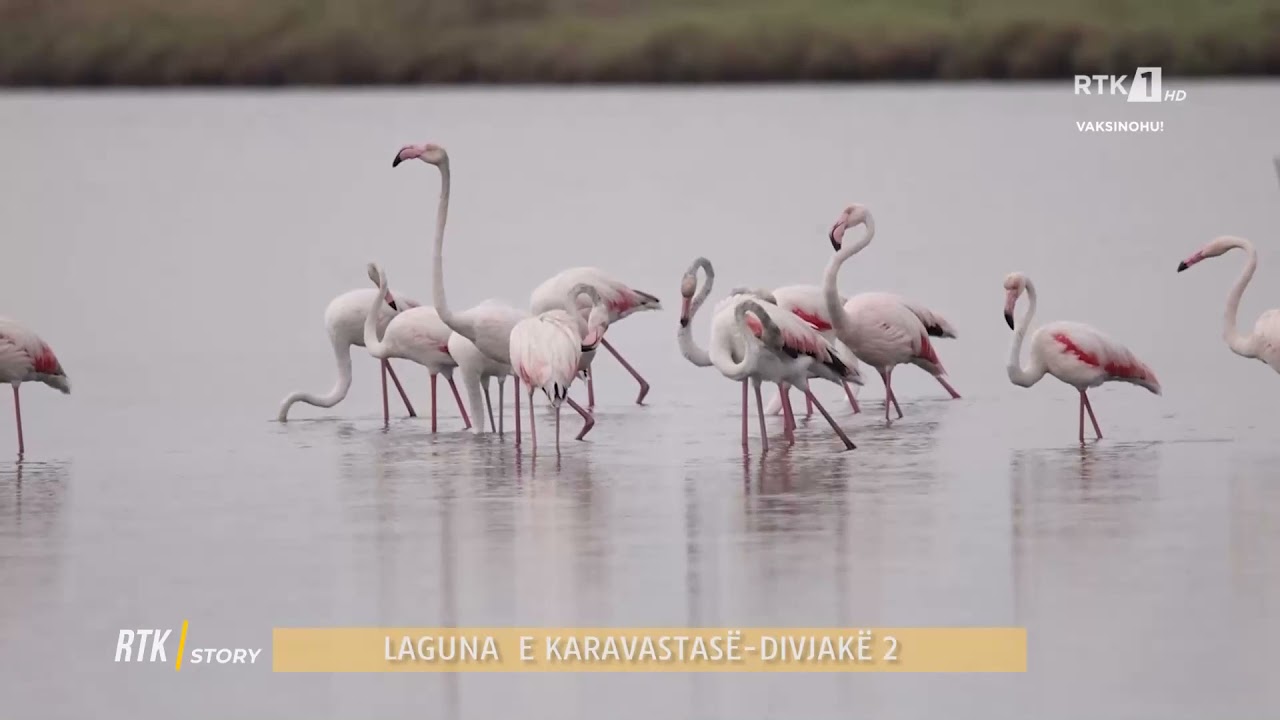 Rtk Story - Laguna e Karavastasë - Divjakë 2   08.10.2021