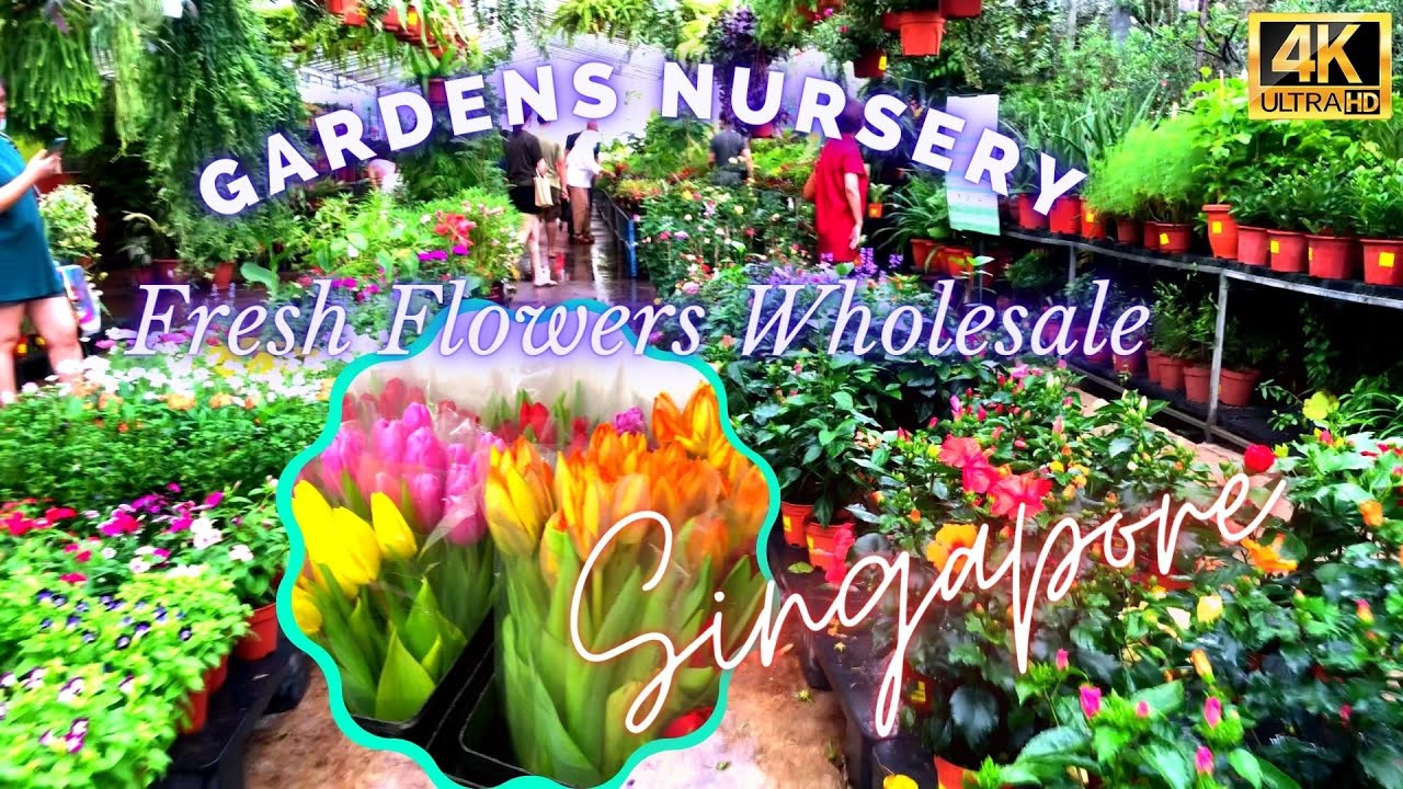Touring Far East Flora Garden Plants Nursery & Cut Fresh Flowers Wholesale Market Singapore 远东鲜花批发市场