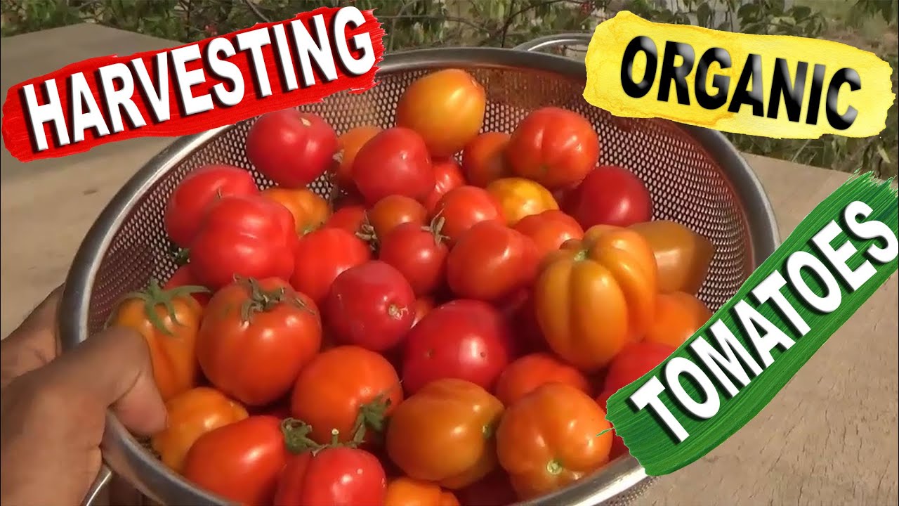 Harvesting Organic Tomatoes In Ghana