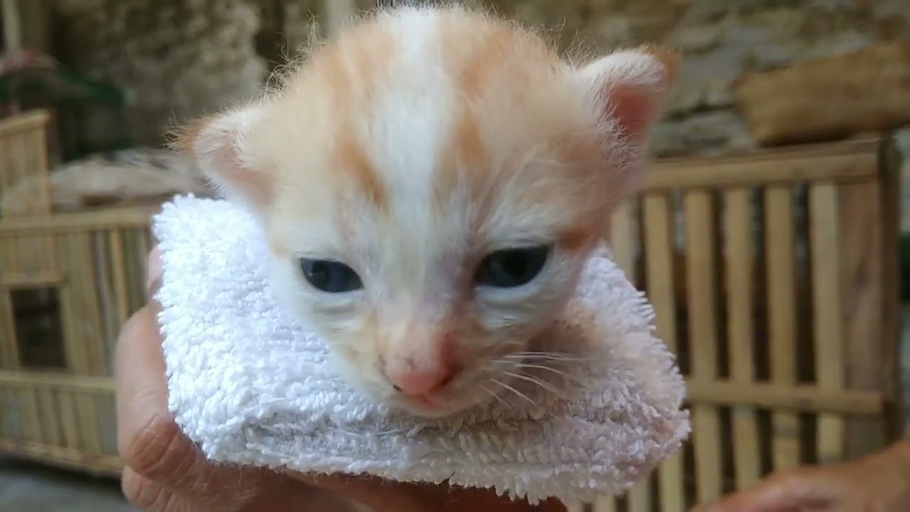 Check the kitten's health | Budi Cat 