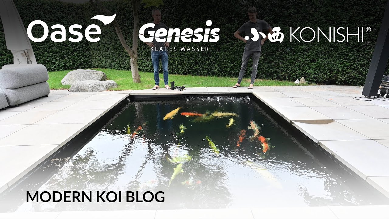 Modern Koi Blog #5485 - Marcel Hirschers Koi in Martins Privatteich