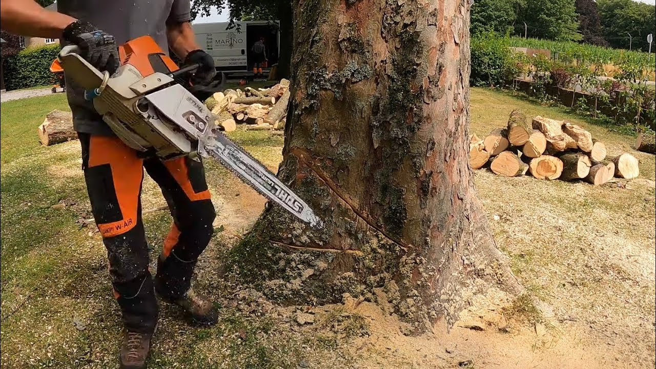DÉMONTAGE D'UN ÉRABLE  PROCHE DES CÂBLES ÉLECTRIQUES ⚡