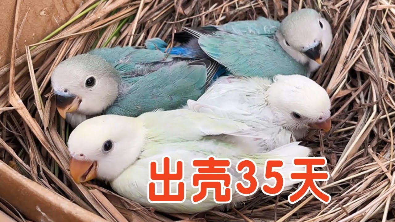 喂养鸟宝宝丨牡丹鹦鹉出壳第35天，已经长得满身羽毛，太可爱【叁伍萌宠】